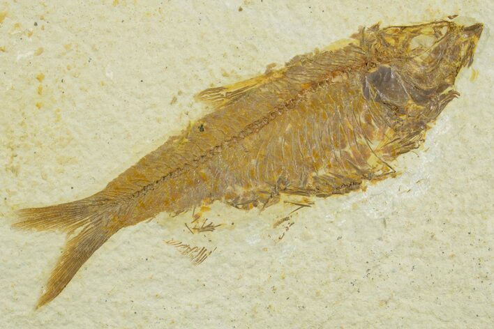 Detailed Fossil Fish (Knightia) - Wyoming #369413